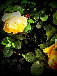 Close-up of yellow flowers