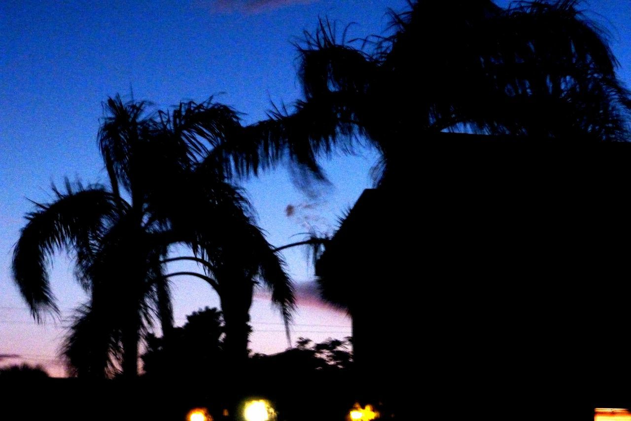 silhouette, palm tree, tree, blue, low angle view, sky, sunset, beauty in nature, outline, nature, tranquility, scenics, tree trunk, tranquil scene, dark, growth, outdoors, illuminated, no people, idyllic, glowing, majestic, cloud