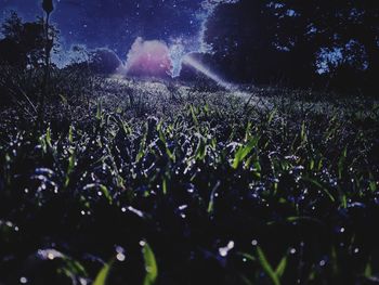 Scenic view of grassy field