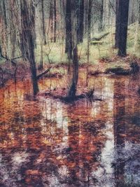 Reflection of trees in lake