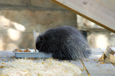 Porcupine eating