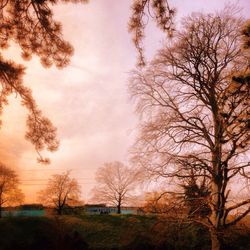 Bare trees on landscape at sunset