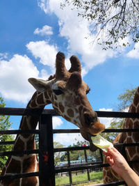 Feeding for giraffe