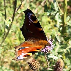 Close-up of butterfly pollinating on flower