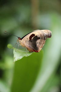 Close-up of butterfly pollinating flower