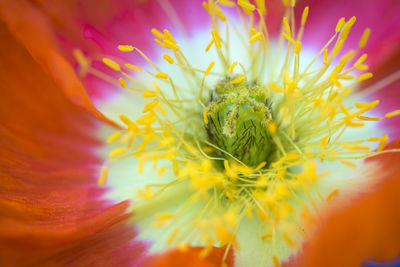 Close-up of yellow flowering plant