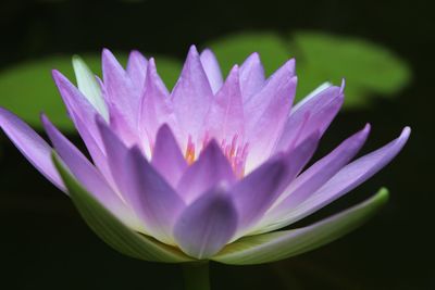 Close-up of lotus water lily