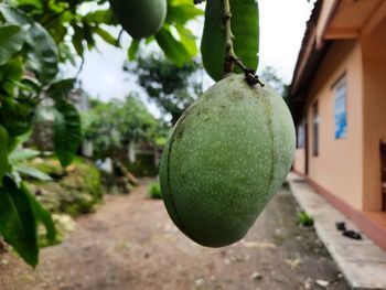 Green young mango on tree 