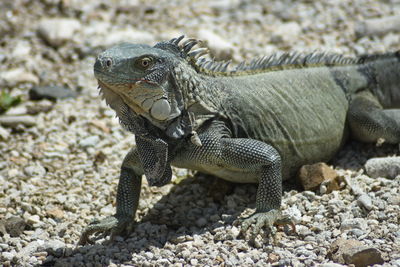 Close-up of lizard on rock