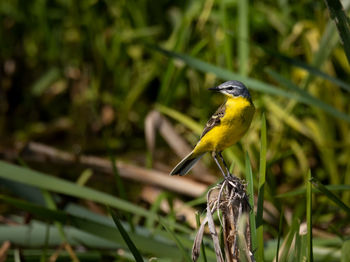 Yellow wagtail - blue-headed wagtail