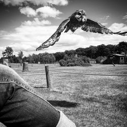 Bird flying over field against sky