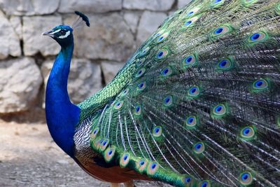 Close-up of peacock