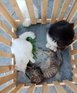 High angle view of cats kitten