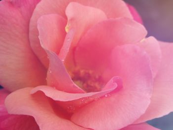 Close-up of pink rose
