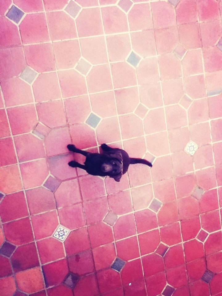 animal themes, one animal, black color, red, full length, high angle view, bird, wildlife, animals in the wild, pets, pattern, indoors, pigeon, tiled floor, black, domestic animals, no people, flooring, cobblestone