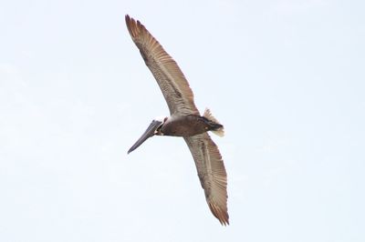 Low angle view of birds flying in sky