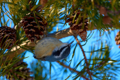 Low angle view of bird perching on branch