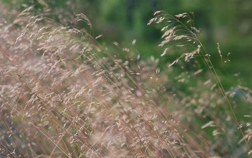 Tall dry grass contrasts green backdrop. overheated summer environment change in a dreamy capture. 