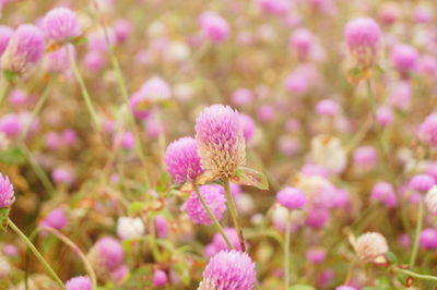 Close-up of pink flowering plant on field