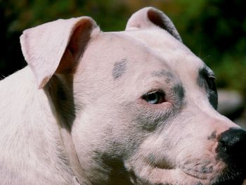 Close-up of dog