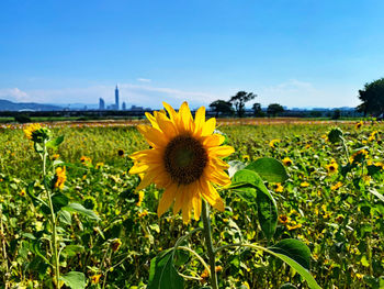 Close-up of sunflower on field against sky