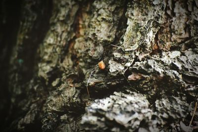 Close-up of insect on tree trunk