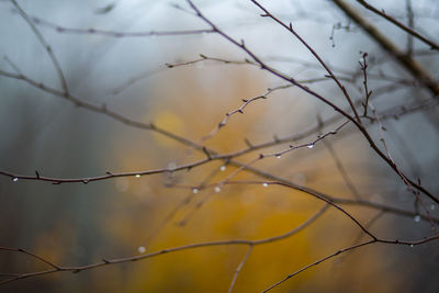 Low angle view of bare tree against sky