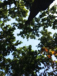 Low angle view of tree against sky