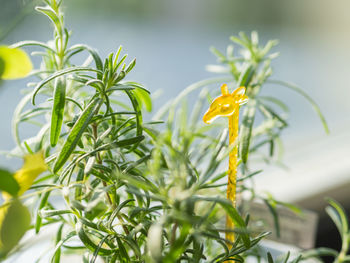 Yellow plastic giraffe in flower pot with growing rosemary. germination of medicinal herb at home. 