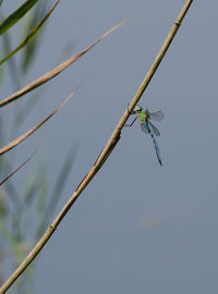 Close-up of insect perching on twig