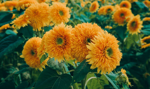 Close-up of yellow flowering plant