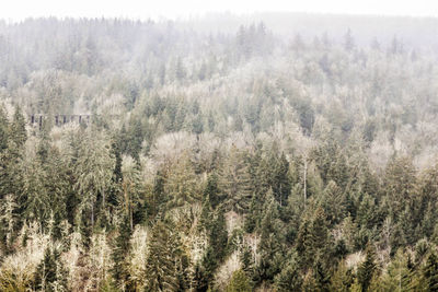Panoramic view of trees
