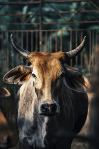 Close-up portrait of cow