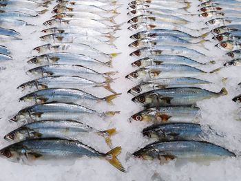 High angle view of fish for sale in market