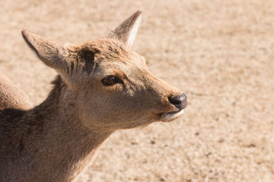 Close-up of giraffe