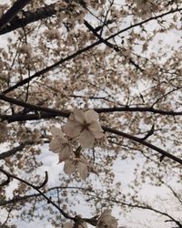 Low angle view of apple blossoms in spring