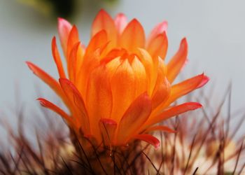 Close-up of orange flower