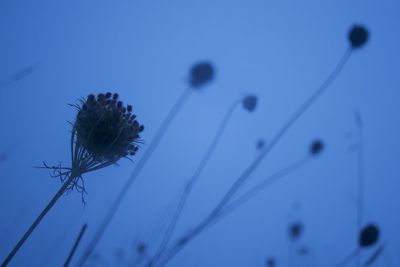 Close-up of flower against clear sky