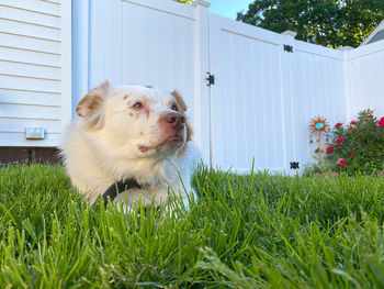 Dog looking away on field