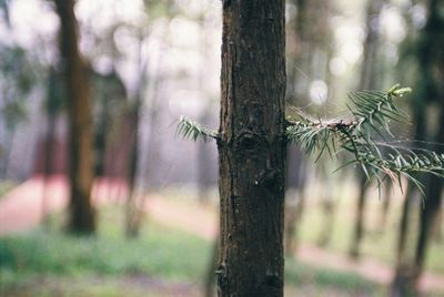 Close-up of tree trunk in forest