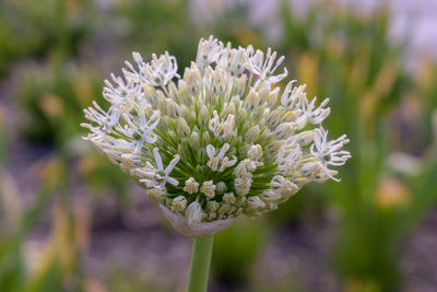 Close-up of white flowering plant