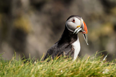 Close-up of a bird looking away