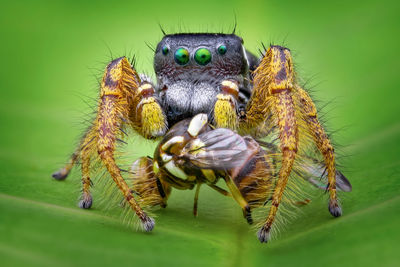 Jumping spider eating fly