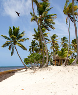 Palm trees on beach