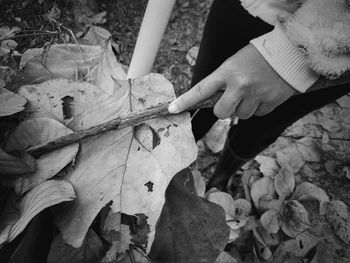 High angle view of man holding leaves on field