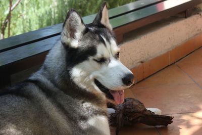 Close-up of a dog looking away