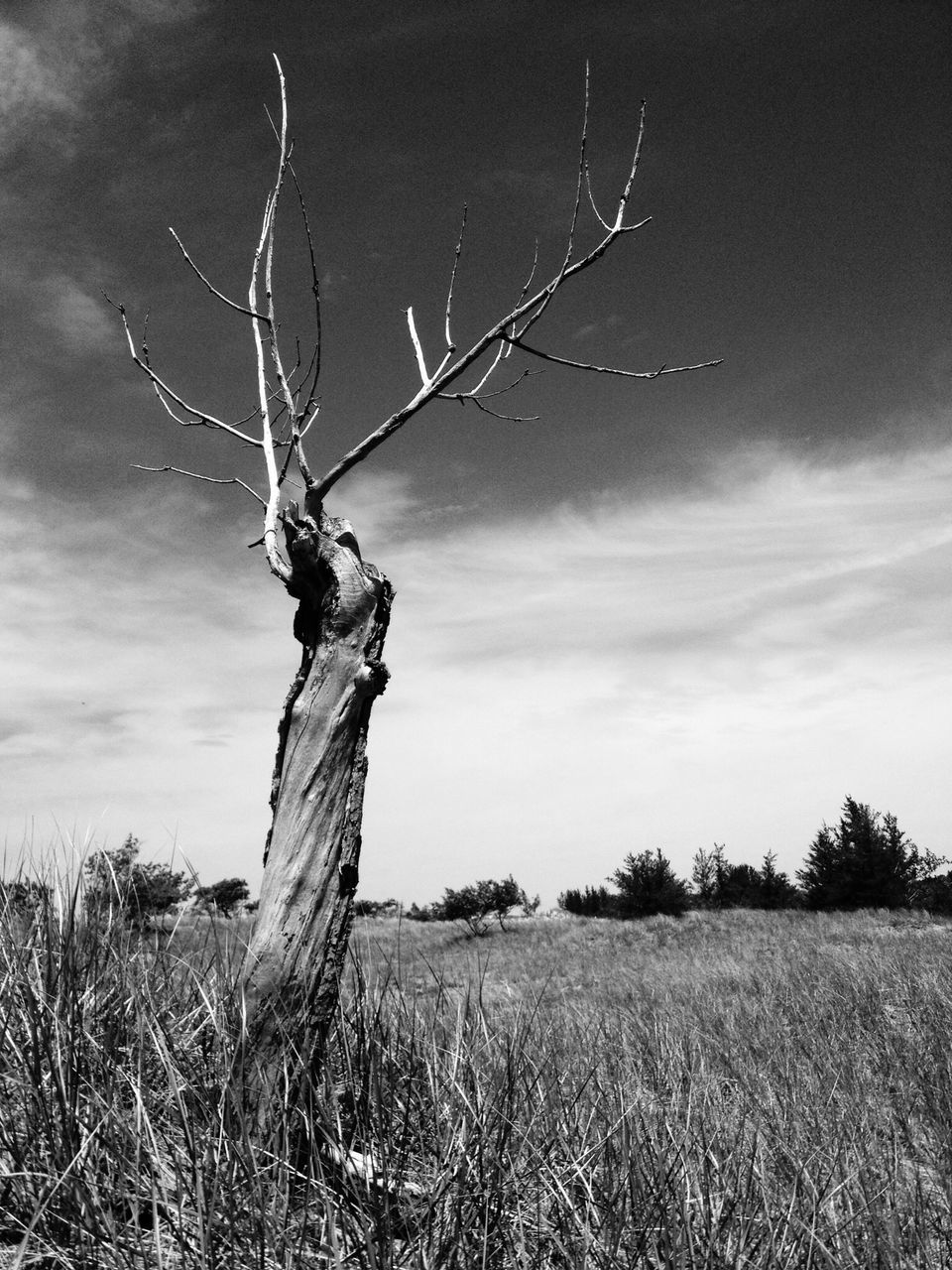 sky, field, grass, tree, bare tree, tranquility, landscape, nature, cloud - sky, branch, tranquil scene, rural scene, growth, plant, outdoors, cloud, grassy, wood - material, day, low angle view