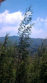 Plants on landscape against sky