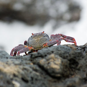 Close-up of crab