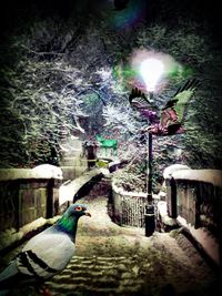 Bird perching on floor